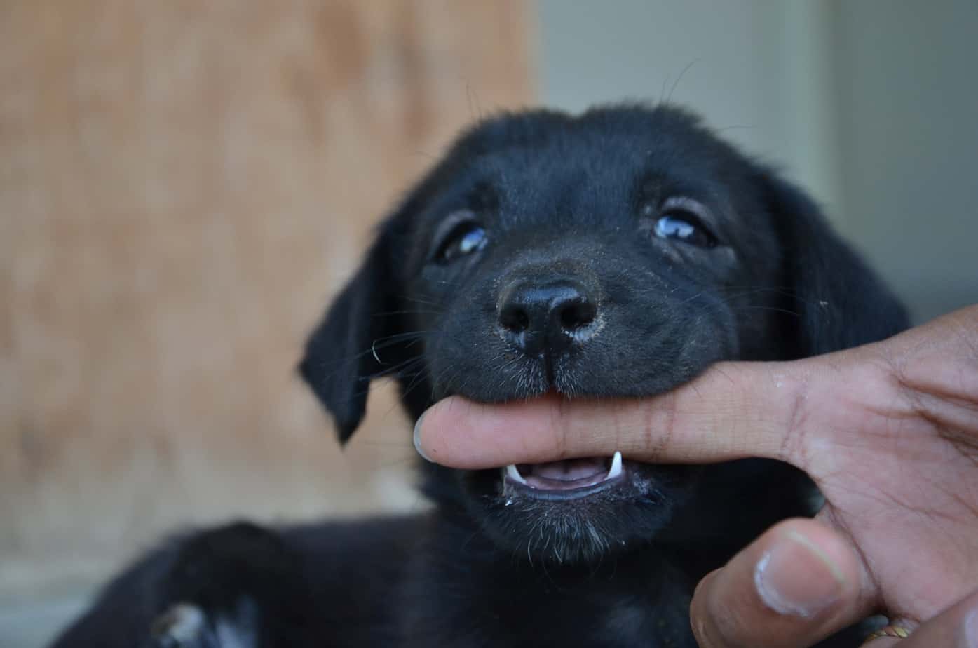 When Should a Puppy Stop Biting?